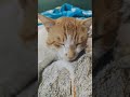 #cat#catvideos #cutecat