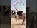 اسب عرب هنگام ورود همیشه یک عرض اندام می کنه و این از خوشونت نیست اسب Horse مادیان اسب عرب سیلمی 