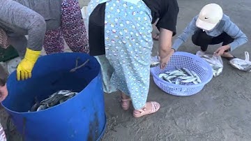 Kéo lưới mùa cá nục bãi biển Mân Thái