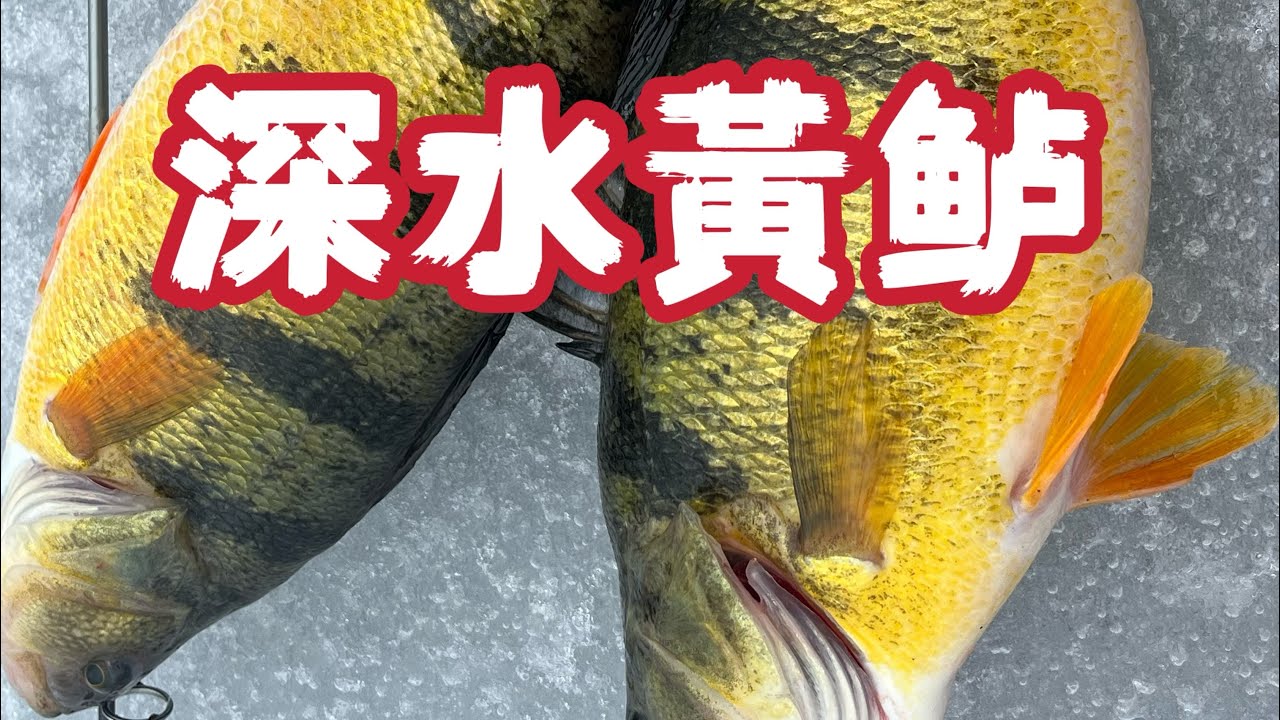 🔴青石路亚钓鱼日志闪高湖“冰钓”深水大黄鲈分享Lake Simcoe Deep Water Jumbo Perch January 2024 