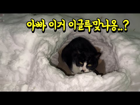 고양이에게 <strong>이글루를</strong> 만들어 주었는데 반응이...