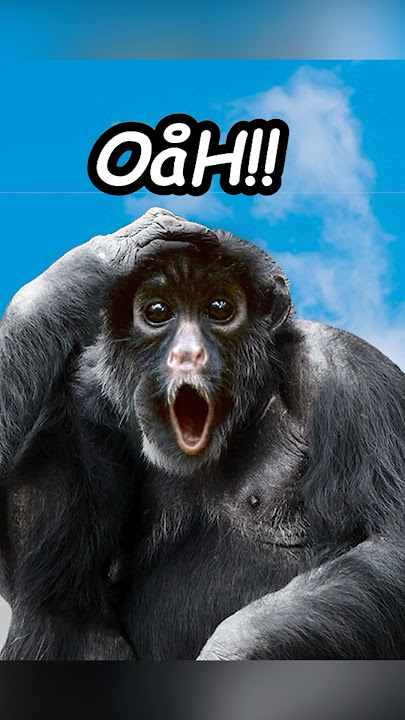 Monkey Drinks Potion Then Gets Reincarnated! #funny #memes