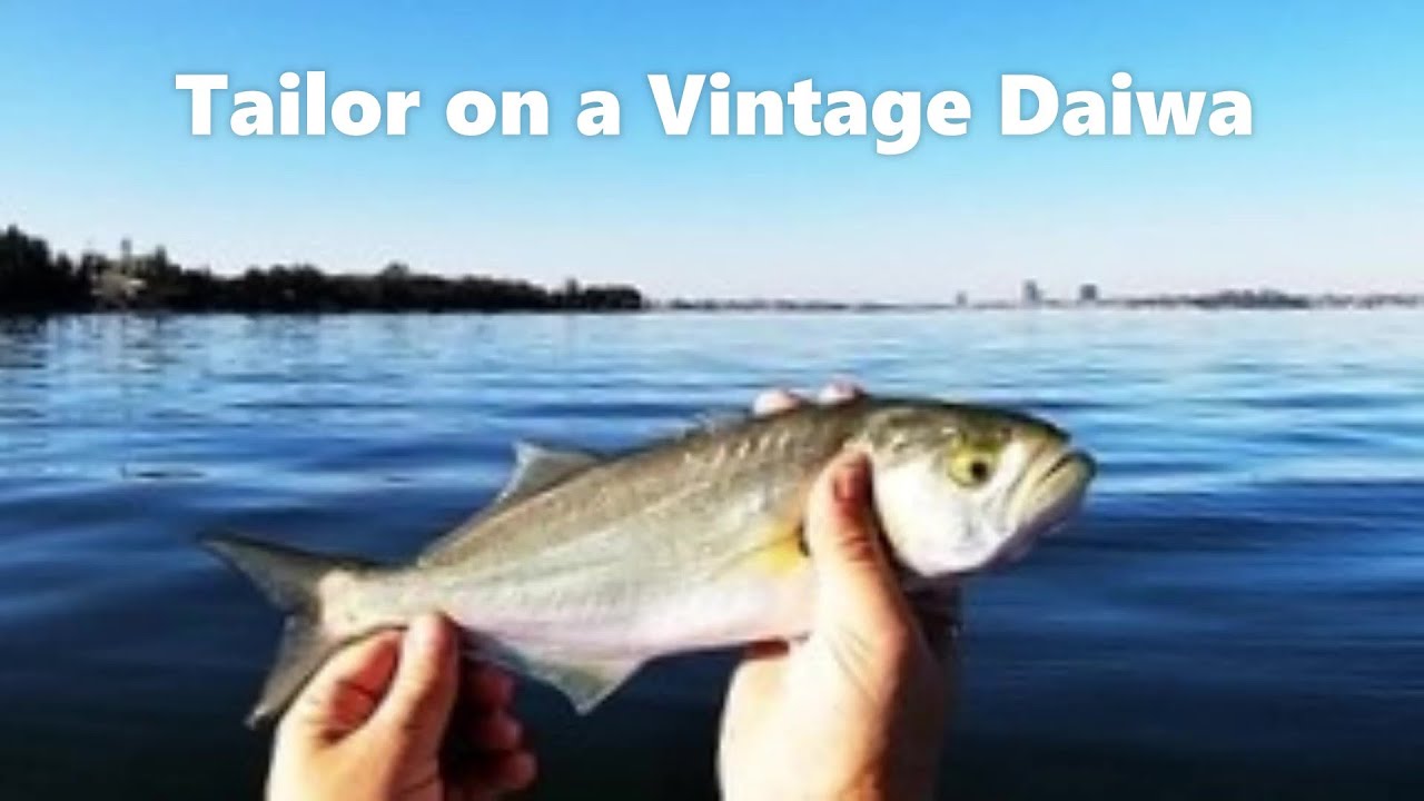 Воспоминания о рыбалке с каяка — коренастый портной из реки Суон на винтажной катушке!