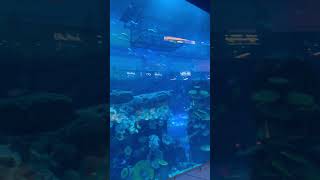 ?DUBAI MALL AQUARIUM ?