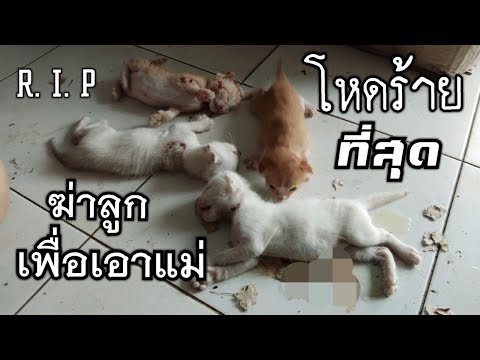 วีดีโอ: ลูกแมวถูกมัดอย่างโหดร้ายกับพุ่มไม้กำลังฟื้นตัว