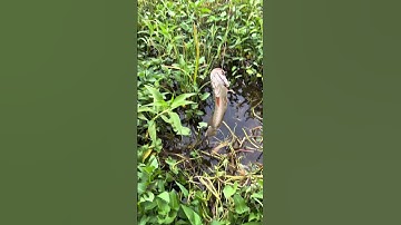 Cắm cá lóc ai ngờ dính ếch to! #cauca #fishing #short