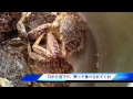 青森 春の味覚 トゲクリガニ