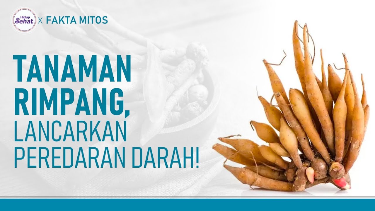 Ragam Tanaman Rimpang dan Khasiatnya untuk Kesehatan | Hidup Sehat ...