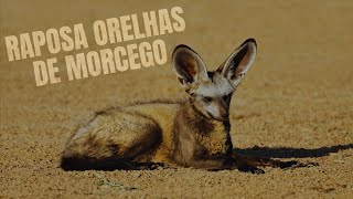 Explorando O Mundo Secreto Da Raposa De Orelhas De Morcego