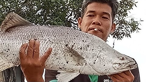 Câu Cá Tráp Đầu Mùa Bằng Mồi Cá Bống/ Câu Đùng Mỹ Xuân