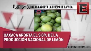 Empresas Refresqueras Codician El Limón De Oaxaca