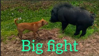 Unlikely Fighting: Dog and Pig Bond Over Playtime Adventures!,dog and pig friends,pigs