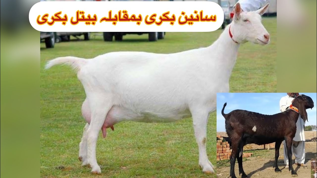 Saanen Goat Vs Beetal Goat |  Saanen Goat Farming l سانن بکریاں بمقابلہ بیتل بکری