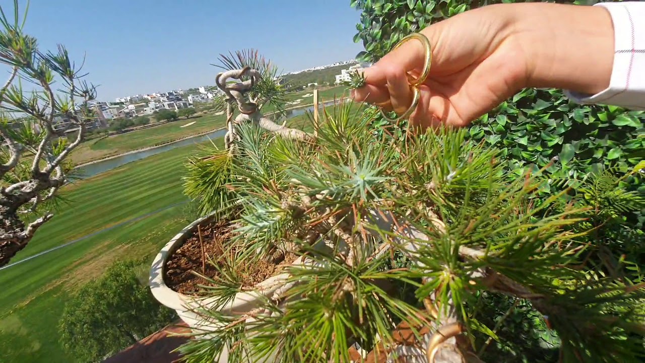🌼Pinzado Pino Piñonero🌲🍃 | Pinos de una brotacion | Trabajo exprés...
