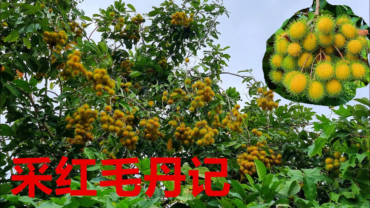vlog I 家里红毛丹成熟了 采“黄毛丹” 日记 生活就如此 - YouTube