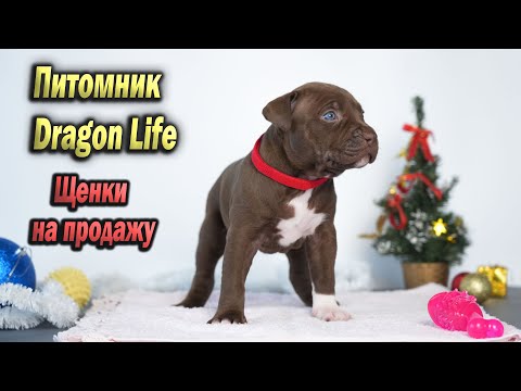 Самые КРУТЫЕ Щенки Питбуля из питомника Dragon Life. Щенки американского питбультерьера.