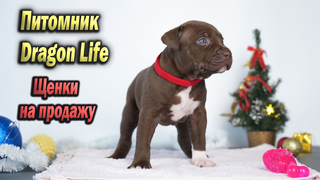Самые КРУТЫЕ Щенки Питбуля из питомника Dragon Life. Щенки американского питбультерьера.