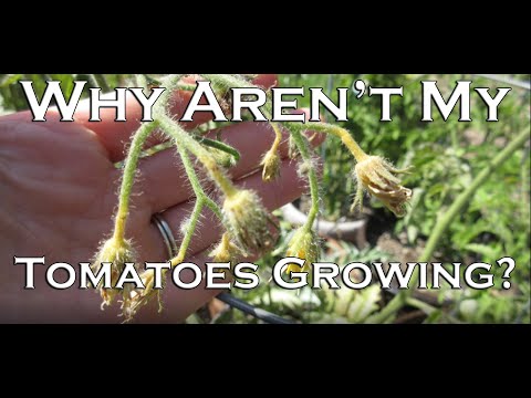 Video: Help, My Tomatoes Are Too Small: Reasons Why Tomato Fruit Won't Grow