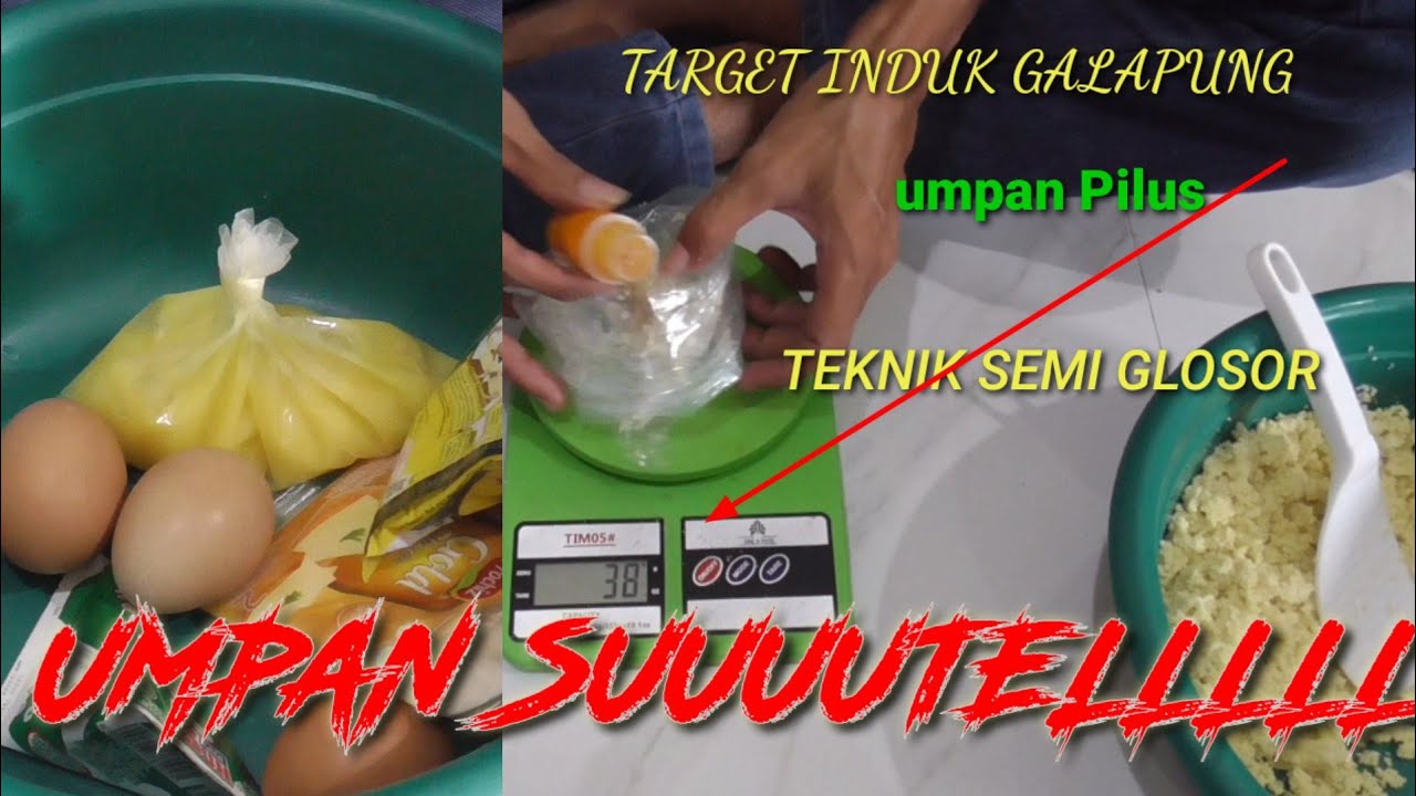 TARGET BABON UMPAN SUUUUTELLLLL 🤭🤩🤩#trik  TEKNIK SEMI GLOSOR
