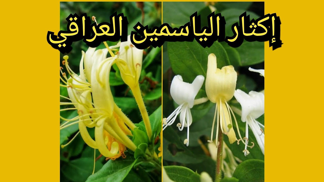 كيفية إكثار الياسمين العراقي how to propagate honeysuckle #ياسمين