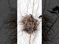Geniale Baumeister!Wer baut das beste Nest?#Vogelwelt#Vögel#Nestbau#tiere