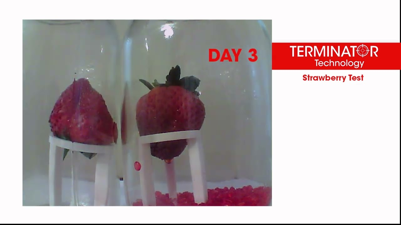 Terminator Technology Strawberry Test