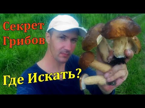 Где Лучше Искать и Собирать Белые Грибы. Места Где Растёт Белый Гриб. Тихая Охота.