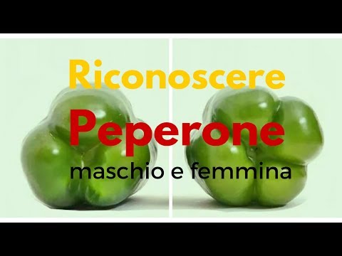 Video: Differenza Tra Pepe E Peperone
