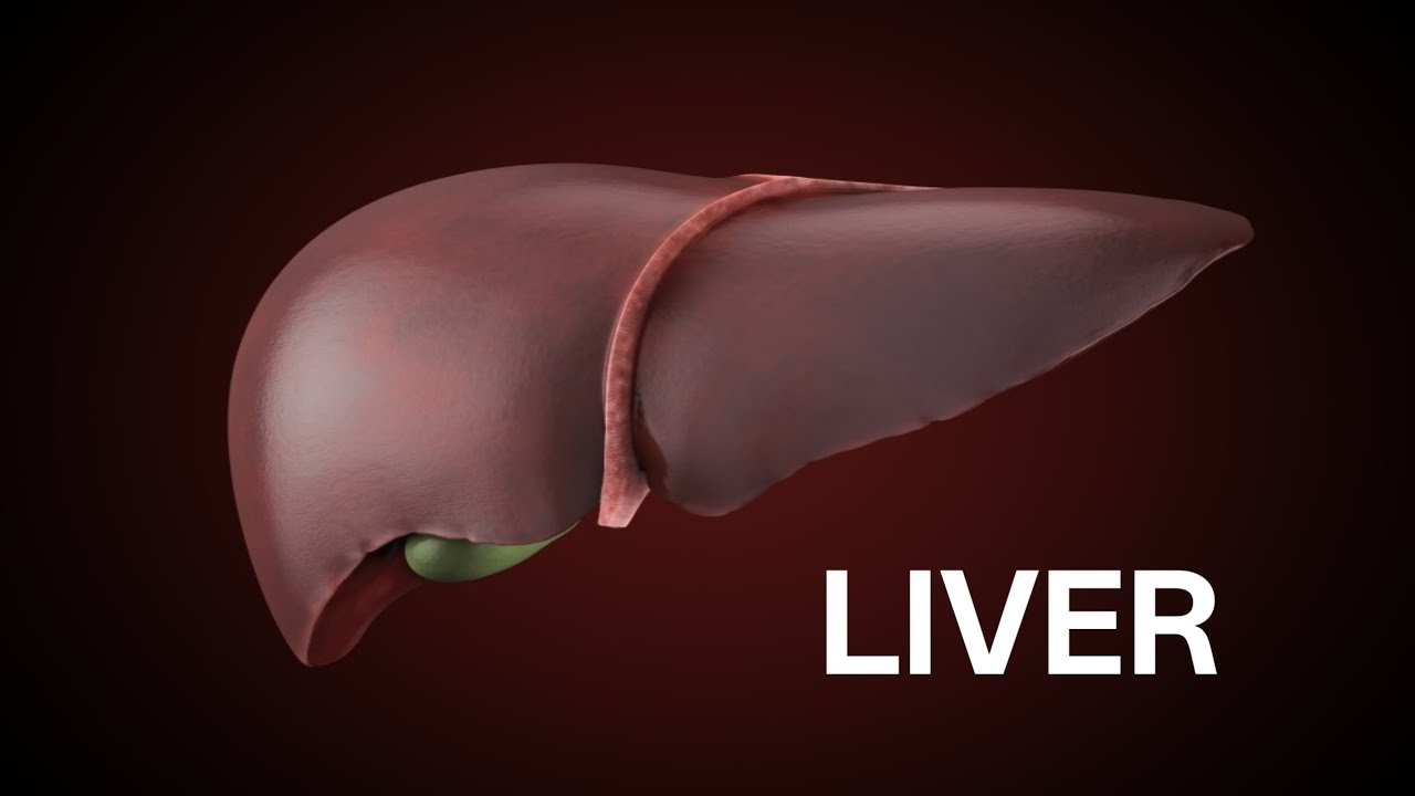 Human Liver Explained.
