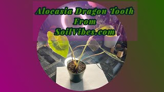 Download lagu #AlocasiaDragonTooth #Unboxing from SoilVibes.com