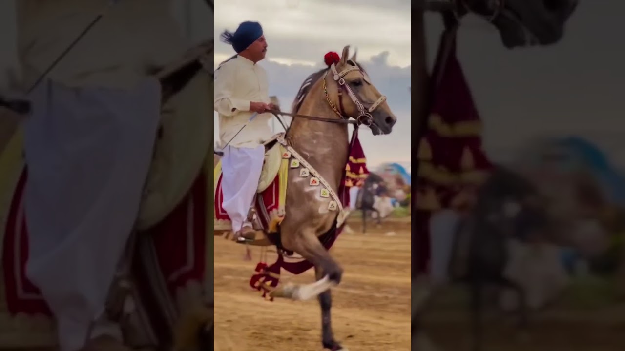 beautiful horse son of karma wala pakistan best horse