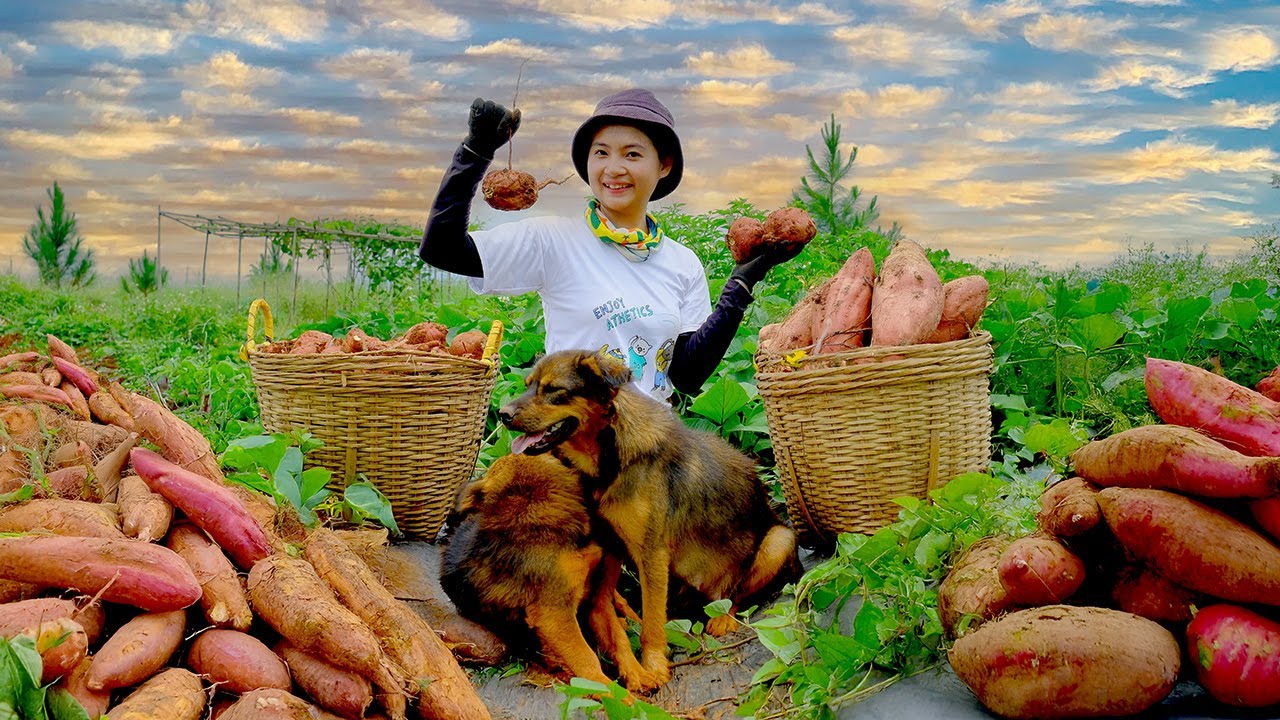Poor Girl Harvests Sweet Potatoes To Sell At Market, Has Only Two Dogs