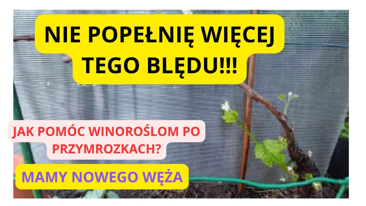 Nie popełnię więcej tego błędu...za rok winorośla już nie zmarzną...🍇😋😉