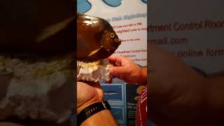The Spot the Alien Fish citizen science campaign - Prof. Alan Deidun explains