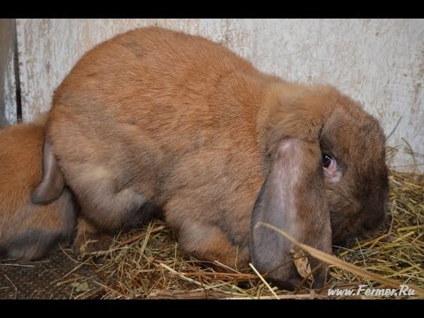 Wideo: Arlekinowy królik