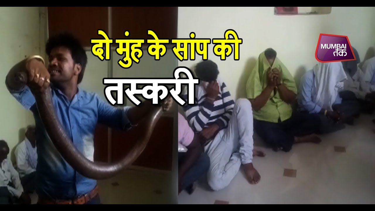 गुप्त धन के लिए दो मुंह के सांप की तस्करी करने वाले 6 लोग गिरफ्तार| Mumbai Tak