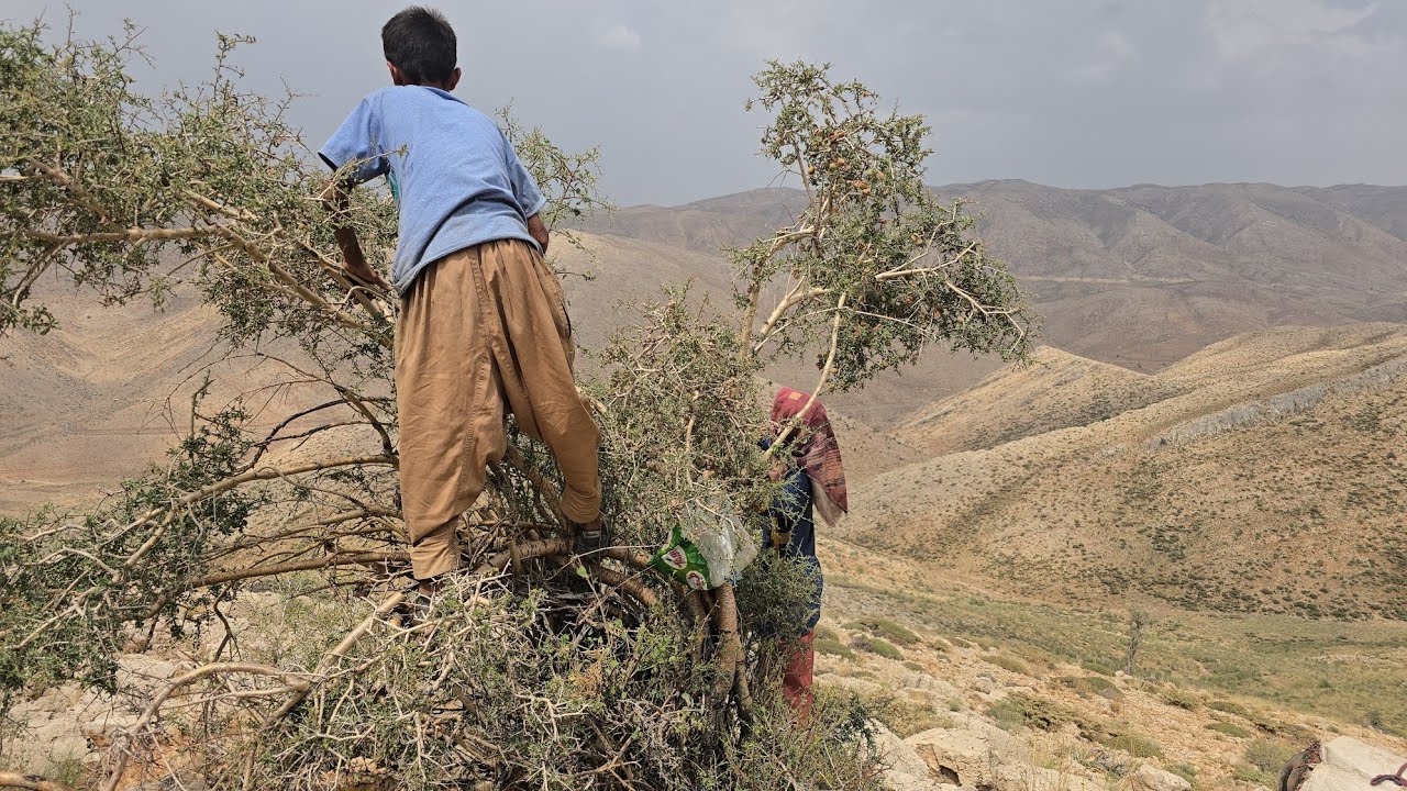 The nomadic life of Abolqasem and his sister to collect mountain almonds 🍃🔥