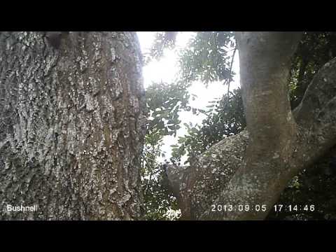 camera iphone 8 plus apk WildTees stoat in a tree