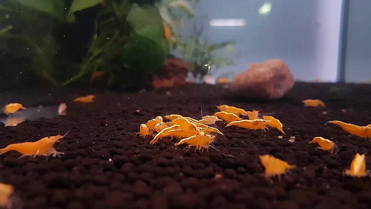 Yellow Fire Neon - Shrimp-Visions