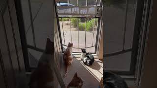 IMG 0043