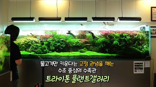 3미터의 대형수조와 예쁜 어항이 가득한 수족관 '트라이톤 플랜트갤러리' 방문기!