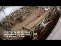 Shocking! Cruelty on Italian Lamb Farms