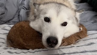 Dog separated from her pups keeps comforting other babies