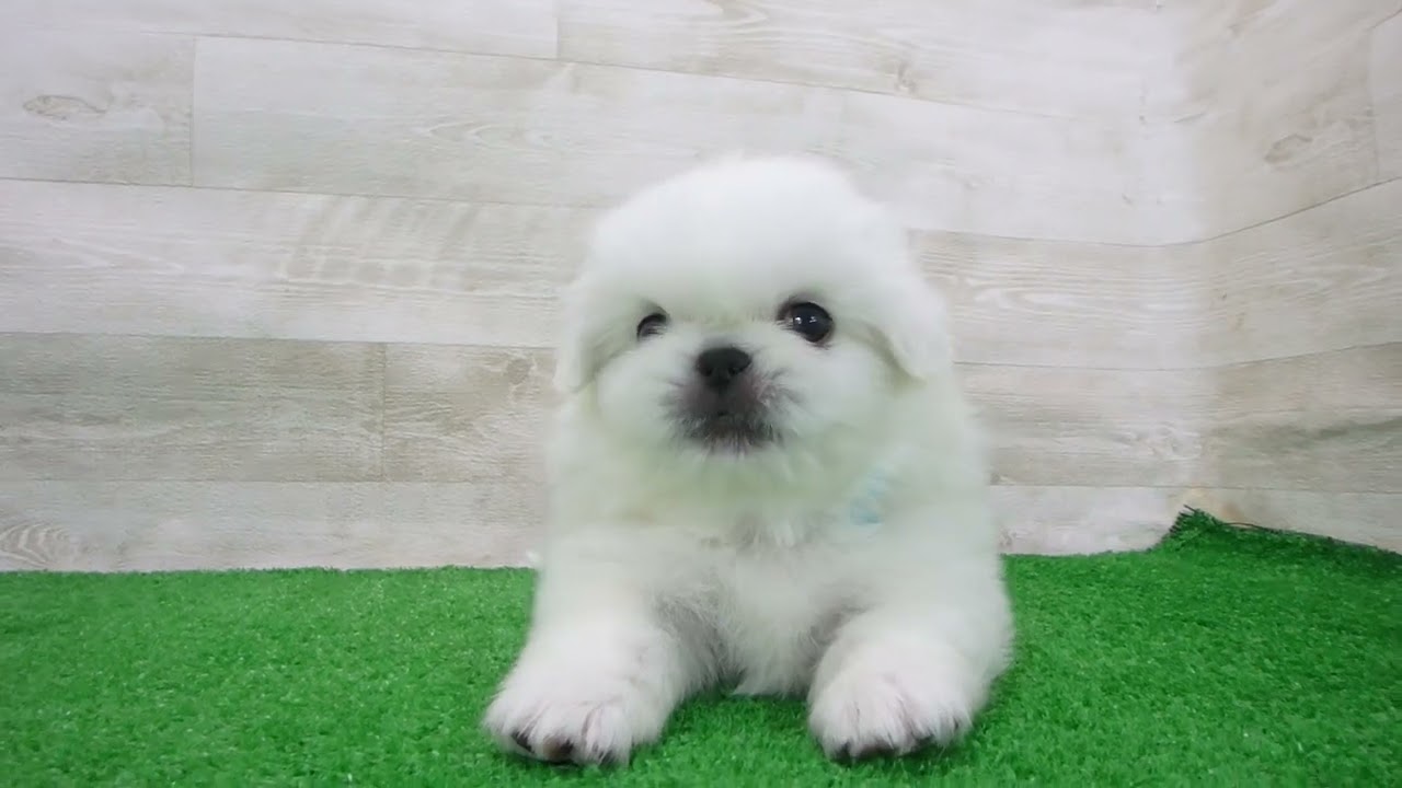 ペキニーズの子犬（オス♂） 福山店 No.00769086｜ペットショップCoo＆RIKU