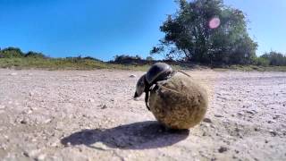 Dungbeetle March