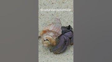 Hermit Crab Using Trash As Shell #short #shorts