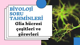 Biyoloji Soru Tahminleri - Glia Hücreleri Ve Görevleri Nelerdir?