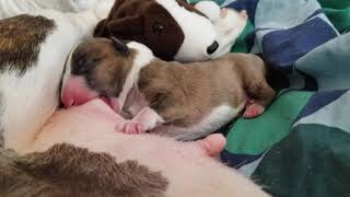 Newborn Bull Terrier