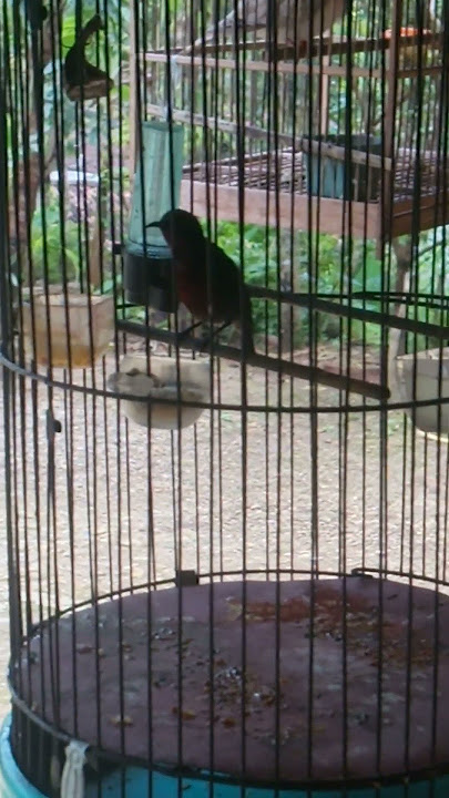 #Suara burung kolibri ninja cocok untuk pikat#burung