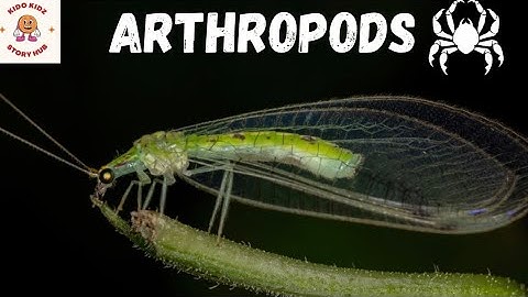 The Arthropods |Educational Video For Kids | All about arthropods|Natural science for kids